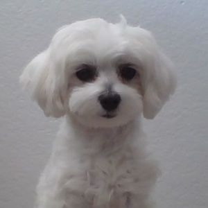 Meet your Posher, Lanie